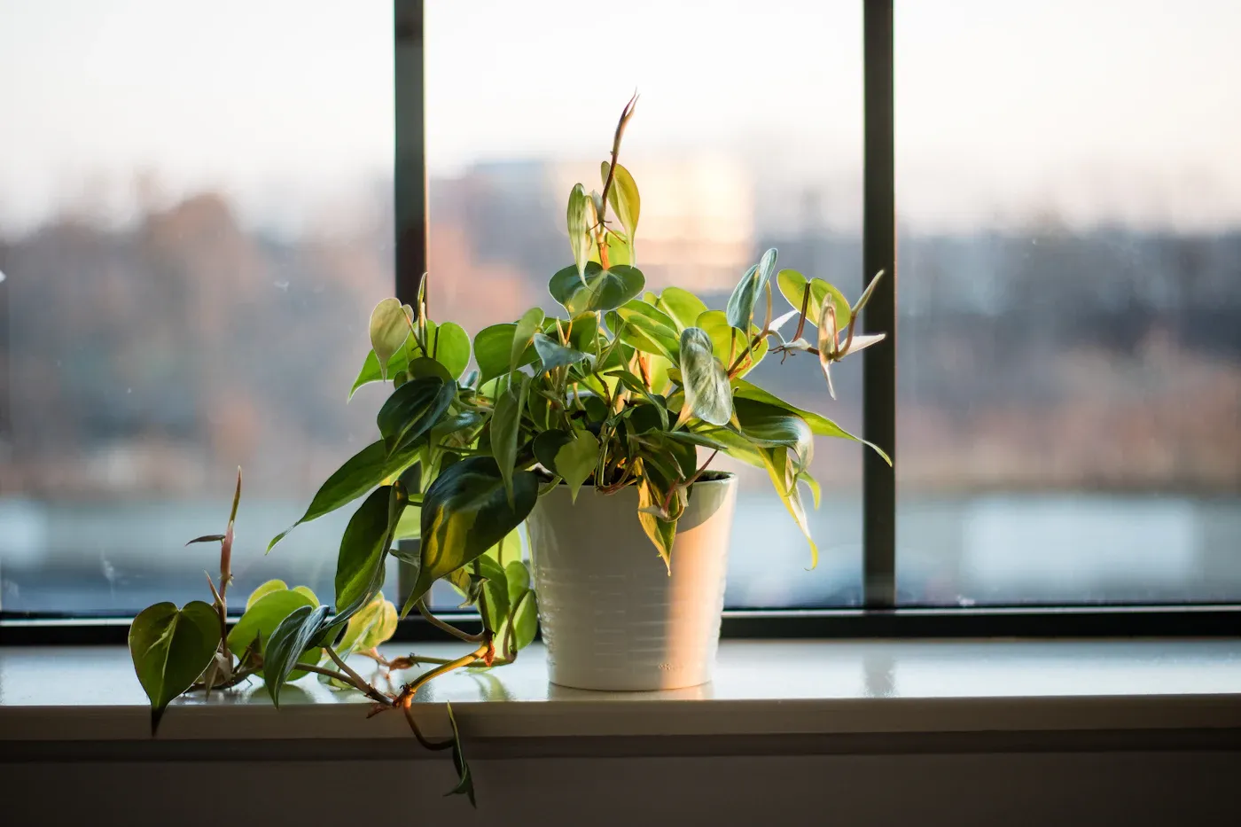 Book a Therapy Session Plant on a sunny window sill, ready to book a therapy session