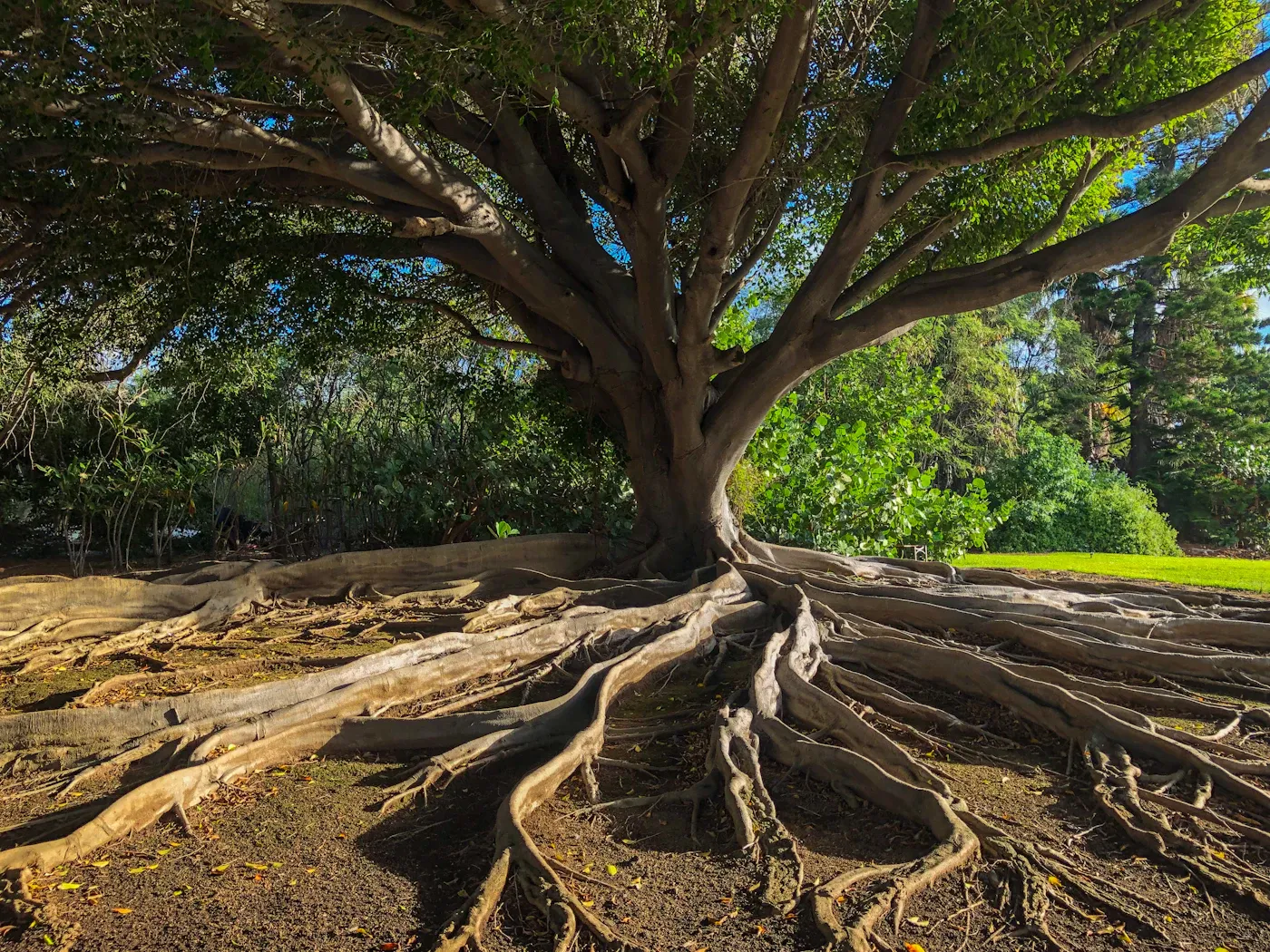 Counselling Services Deep tree roots, a symbol of core beliefs